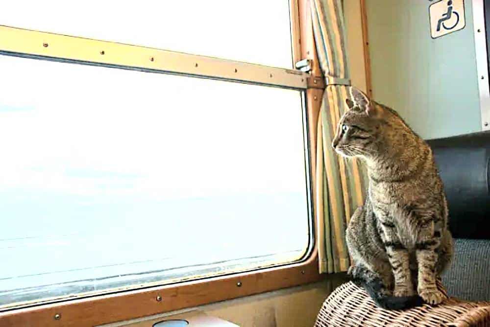 calmant chat voyage train